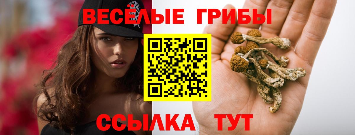Галлюциногенные грибы Psilocybe Серпухов